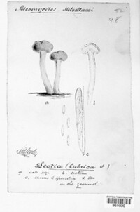 Leotia lubrica image
